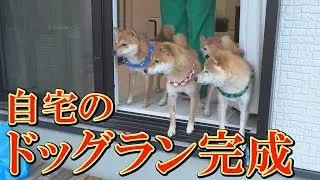 自宅の駐車場でリードを外すと、「良いの？」と戸惑いながら歩き始める柴犬が可愛すぎました。