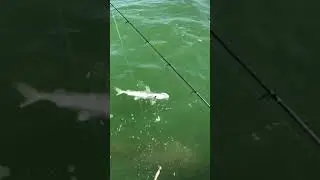 Goliath grouper eats shark