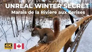 [4K] 🇨🇦 Peaceful Winter Walk Through a Hidden Marsh
