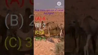 how many species of camel are there #shorts