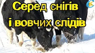 Серед снігів і вовчих слідів: нова історія здичавілого стада
