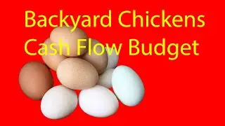 Backyard Chicken Cash Flow Budget -- Small Scale Egg Production