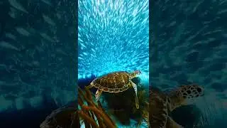 😍 Nature is so Beautiful 😍 #sigma #ocean #shorts #fishing #fish #youtubeshorts #wildlife #viral