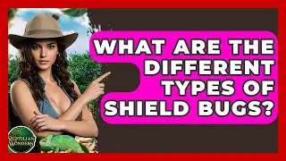 What Are The Different Types Of Shield Bugs? - Reptilian Wonders