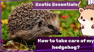 Essential Hedgehog Care: Tips for Happy and Healthy Pets!