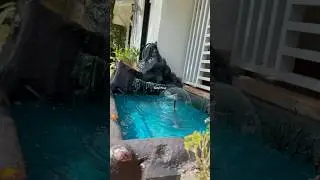 Fish pond makeover