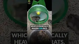 This One Experiment Changed Everything We Thought About Addiction