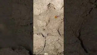 #pest #construction #bee #vlog #honeybee #tiles #insect #ants #pollinator #chennai