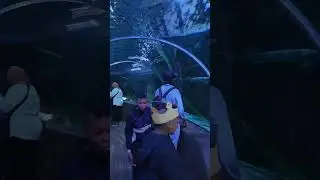 Аквариум SeaLife в торговом центре Mall of America (полный видеообзор) Семейные путешествия @mran...