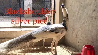 The Blackshoulder silver pied.