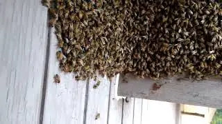 Live bee removal in Santa Ana