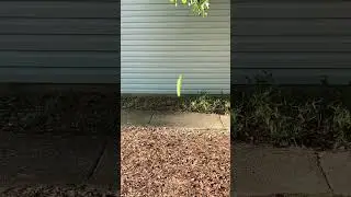 Flying Worm 🐛🙀