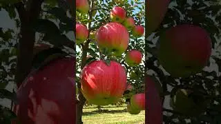 Giant Apple Tree with Huge Fruits | Surreal Nature Video #Apple