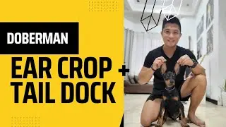 Ear Cropping + Tail Docking || Doberman || 3-month old Cooper