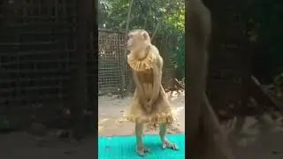 No para de bailar esta mona🙈 #mono #monkey #lamonayaya #monkeyyaya