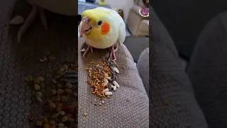 Cute Cockatiel Rio Eating Seeds || Seed cracking Sound #cockatiel #parrot #bird #food
