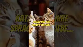 Katzen und ihre Sprache der Liebe &ndash; So zeigen sie dir ihre Zuneigung! 🐾❤️