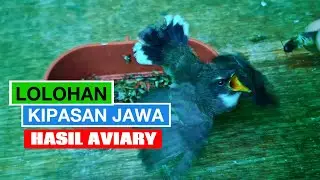 LOLOH ANAK BURUNG KIPASAN JAWA HASIL AVIARY