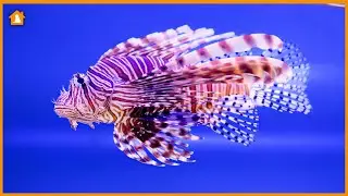 Top 10 Most Beautiful Fishes in the World - A Visual Feast for Fish Lovers! | Pets Guideline