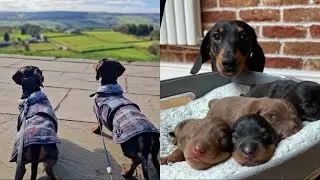 Dapple Dachshund Diaries | Spring Walks, Lambs And Puppies!