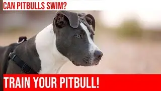Train Your Pitbull for Water Activities!