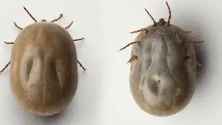 Ticks and Mosquitoes | Freehold, NJ - Freehold Pest Control, Inc.