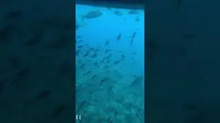Glass Bottom Tour in Okinawa