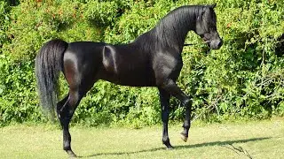 Why Is the Arabian Horse Considered the Most Elegant in the World?
