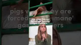 Jennifer Aniston on Humane Slaughter 🤔 #shorts #pig