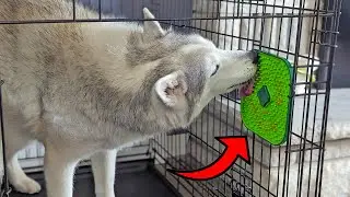 My Dogs LOVE this Crate Lick Mat!
