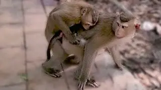 Monkey funny video, bibi is very hospitable, cute baby monkey