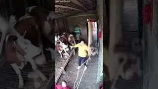 Fat Owner&rsquo;s Wild Swing Shakes the Whole House! 😹 #fat #animals #funny #shorts #ai