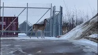 Canada Wild Animals In Winter Season | wildlife | ​⁠@NatureLovingWoman