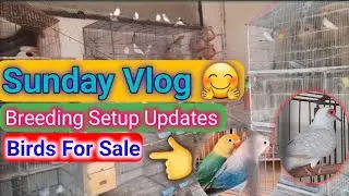 Breeding setup Update | New Variety | Birds For Sale