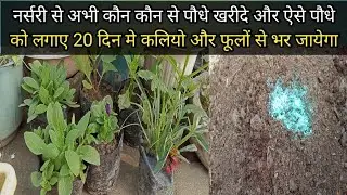 नर्सरी से अभी कौन कौन से पौधे खरीदे और ऐसे पौधे को लगाए 20 दिन मे कलियो और फूलों से भर जायेगा