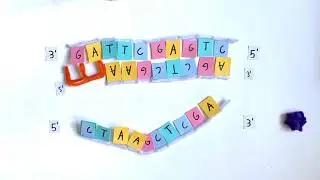 DNA Replication Stop Motion Animation