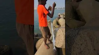Unexpected Lengthy Kola Fish Caught From The Handling Fishing Equipment. #shorts #shortsfeed