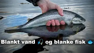 Sol 🌞 og masser af fisk 🐟 Havørred Fiskeri 🎣