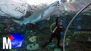 What it feels like to swim with sharks at Ripley’s Aquarium of Canada