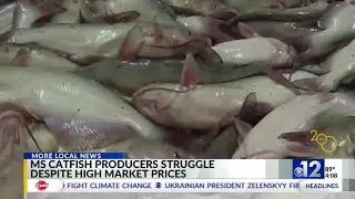 Mississippi catfish producers struggle despite high market prices