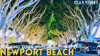 Walking in Clay street on a summer evening &bull; A stunning tree tunnel &bull; Newport Beach walking tour