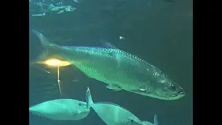 ターポン）　 Tarpon　Megalops cyprinoides