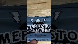 Mephisto Genetics: Seed Collection Video #seed #collection #video #mephisto #genetics #seedbanking