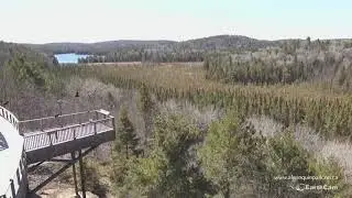 Algonquin Park Vultures 'Carrion' Without Visitors! (www.algonquinpark.on.ca)