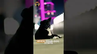 Why Dogs Get Protective at Night