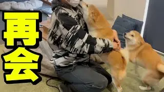 散歩から戻ると居る筈のない兄が居たらダッシュで胸に飛び込む柴犬