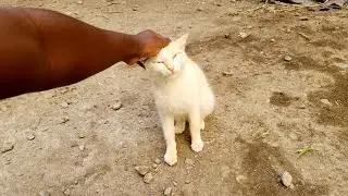 Play time with LOVE CAT😻🐈🌍AFRICAN EDITION