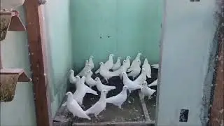 S&oacute; Branco lindo 100 Reais o casal (contagem  MG Brasil)chamar no zap 31.9 8596 8785 .Obs:n&atilde;o envio.