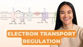 Regulation of Oxidative Phosphorylation (Electron Transport Chain) | Metabolism