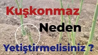 Kuşkonmaz neden yetiştirmelisiniz?